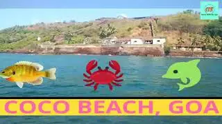 Dolphin Spotting: COCO BEACH, Goa beach(Arabian sea)