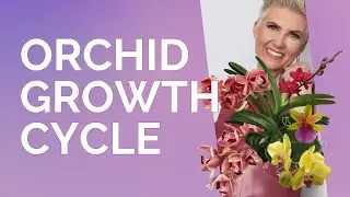 Orchids through the growth cycle