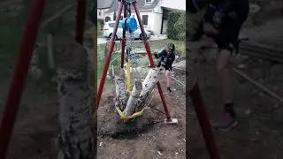 Dessouchage d'un bouleau