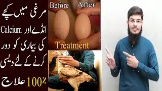 Murgi main calcium ki kami ka  ilaj | Kachay anday daine wali murgi ka ilaj