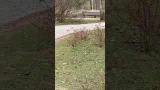 Spring Nature 2025 Squirrel XXXII #squirrel  #shorts #nature