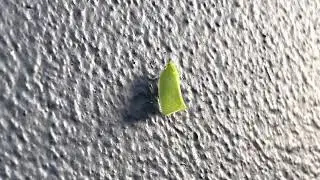 Green Planthopper (Siphanta acuta) (2022-11-02)