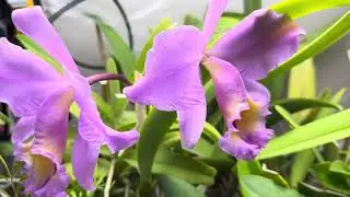 Brassolaeliocattleya flowers (reblooming).