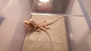 On a walk, at the Northern VA Reptile Expo
