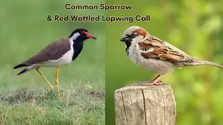 Common Sparrow and Red Wattled Lapwing Call | | Bird Sounds in the Wild