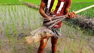 Tata fishing Tilapia - New Tata Fishing Method in the Village - Tata fishing 2020 P-230