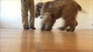 Teach dog to pick up Keys and Metal objects