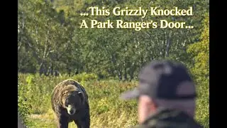 Scary Bear Attacks: Grizzly Bear Invades Park Ranger's Cabin