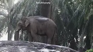 കാട്ട് കൊമ്പൻ പാറക്ക്  മുകളിൽ നിൽക്കുന്ന കാഴ്ച്ച #athirapalli #elephant #animals #wildlife #travel 