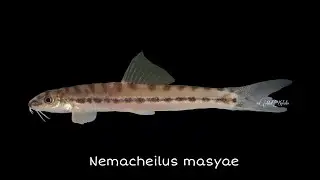 Nemacheilus masyae @ Arrow Loach/Setali (Malaysia)