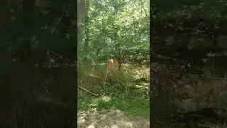 My local nature trail
