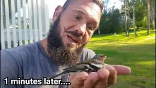 How did we save the bird. Как мы спасли птицу!