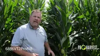 ProHarvest 6886VT2ProRIB Seed Corn Hybrid