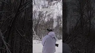 Волки. Охота на флажках #shorts #волк #охота #спектроптик #hunting #технологииохоты #hunter