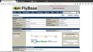 Flybase Short Demo