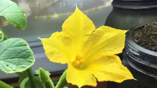How To Hand Pollinate Hydroponic Squash Plant Indoors