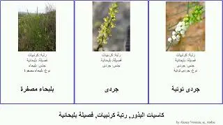 كاسيات البذور, رتبة كرنبيات, فصيلة بليحائية بليحاء angiosperms Fuse جردى ذنباب Brassicales Tropic