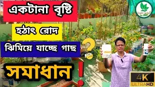 5টি Pro Tips বর্ষায় গাছ সুস্থ সতেজ রাখার উপায় / Plant care in rainy season