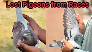 Lost Pigeons during Races for Sale | Unknow owners of these Racing Pigeons