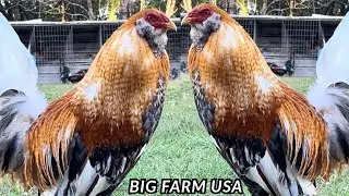 Beautiful Birds Big Farm USA - Feeding Time Free Range Shape Outdoor Chicken Coop