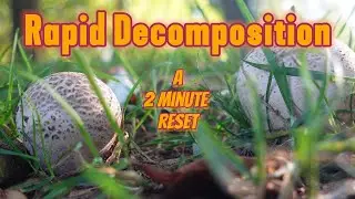 Rapid Decomposition