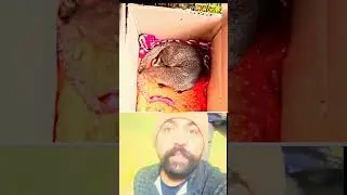 Sach ja jhooth Dasso 🤔🤔 #shorts #shortsvideo #shortsfeed #trendingshorts #youtubeshorts