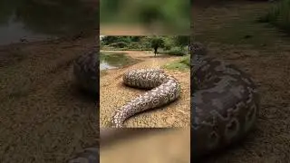 A giant snake monster attacks a man