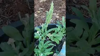 Stock Flower Seed Saving