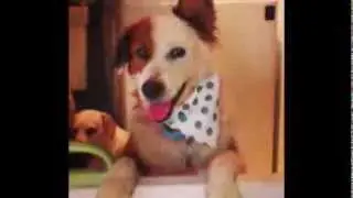 Brooke's Legacy: Adopt from a Rescue or Shelter!