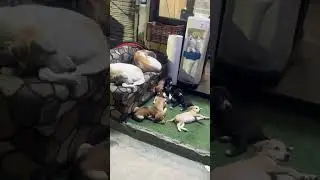 DOGGY GANG AT WORK 😂☠️😝 #viral #canada #trending #animals