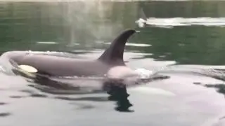 Orca In Johnstone Straight