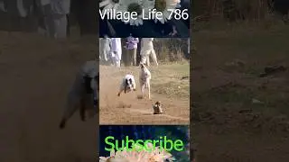 greyhound racing - racing dog #shorts #dog #trending #dogcompetitions