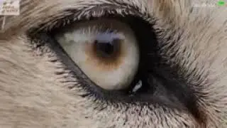 TOP 10 WOLF FACTS   EVERYTHING YOU EVER WANTED TO KNOW ABOUT WOLVES144p