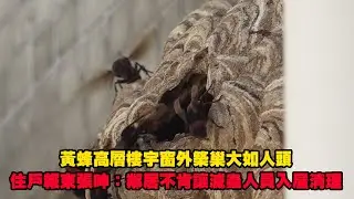 東張西望｜黃蜂高層樓宇窗外築巢大如人頭 住戶報東張呻：鄰居不肯讓滅蟲人員入屋清理｜筲箕灣｜黃蜂｜高層樓宇｜築巢｜大如人頭｜滅蟲｜曾錦燊