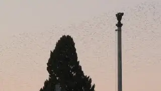 Magical but messy: Rome scares off its starlings | AFP