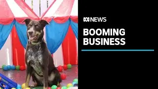 Companies targeting dog vitamins and funerals as pet industry proves it's 'COVID proof' | ABC News