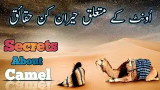 Secrets About Camel | اُونٹ کے متعلق حیران کُن حقائق | Secrets About Animal 01