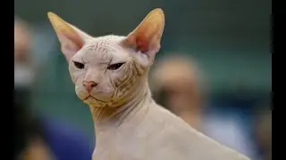 New Cat Breed XL Bully Cats: What Breeders Don&rsquo;t Want You to Know