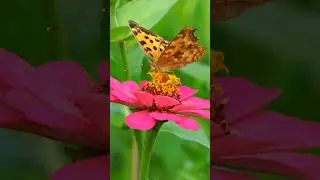 Grace in motion the delicate dance of a butterfly. #butterfly #naturebeauty #shorts #peacefulnature