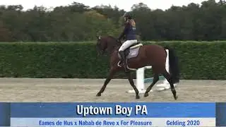 Updown Boy PA (gaits)