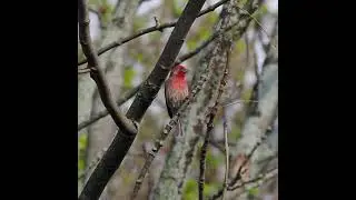 Male House Finch In My Backyard Hopping On My Bird Feeders - House Finch Behavior - #shorts