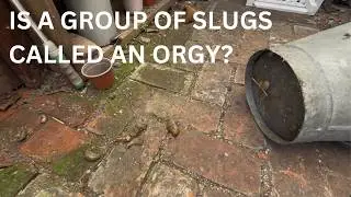 Growing Strawberries in the gutter CGD ep33