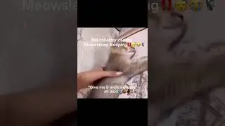 Bill collector caught Meowslawg‼️