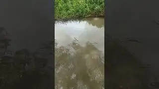 mancing liar #mancing #mamcingliar #mancingmania #microfishing #reels
