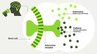 key nutritional analysis and ergogenic aids