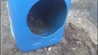 ¨Cómo hacer nidos para palomas¨  How to build  simple and safe pigeon nests.