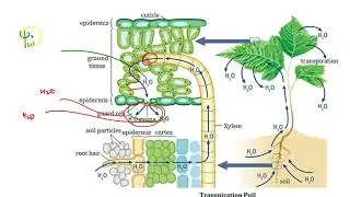 NEET 2020 - Revision In 60 Days | Class 11 Transport In Plants Part - 6 | NEET Biology | 11 | TR...