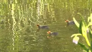 BALD AS A COOT