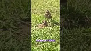 corujas em seu habitat