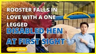 A Love Story Unfolds: Rooster and One-Legged Hen's Unique Relationship
